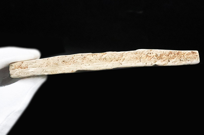 10センチを超える特大標本、国内マニアック化石シリーズ！ 岩手県岩手郡雫石町・用ノ沢産の木の葉の化石。カバノキの可能性あり（その7）