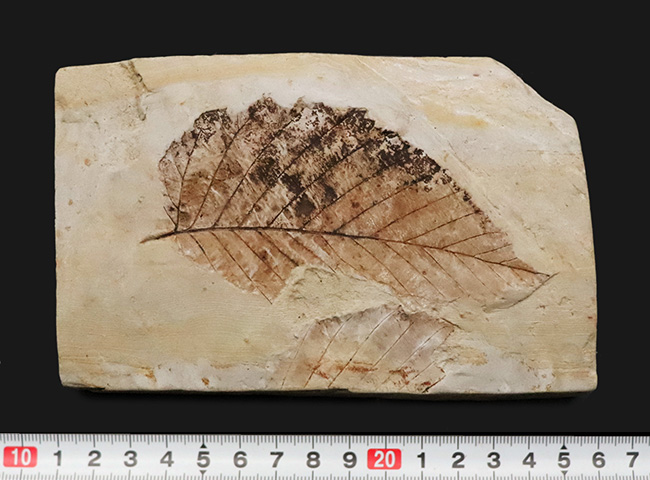 10センチを超える特大標本、国内マニアック化石シリーズ！ 岩手県岩手郡雫石町・用ノ沢産の木の葉の化石。カバノキの可能性あり（その8）