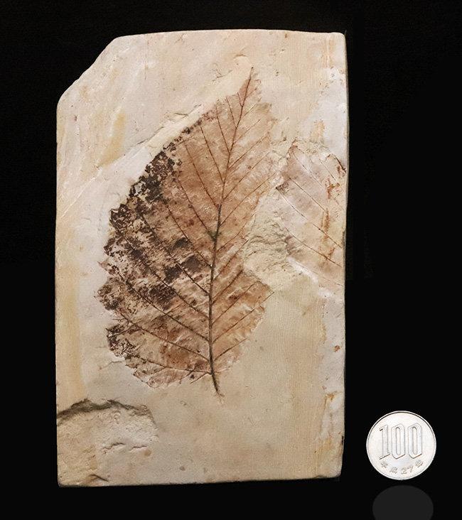 10センチを超える特大標本、国内マニアック化石シリーズ！ 岩手県岩手郡雫石町・用ノ沢産の木の葉の化石。カバノキの可能性あり（その9）