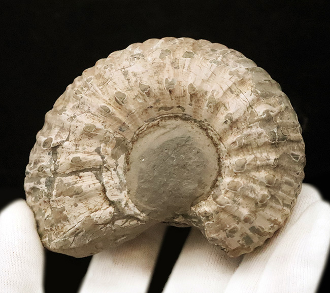 「脂ぎった角」という強烈な名を持つ、英国産アンモナイト「リパロセラス（Liparoceras）」（その1）