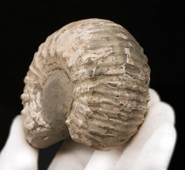 「脂ぎった角」という強烈な名を持つ、英国産アンモナイト「リパロセラス（Liparoceras）」（その2）