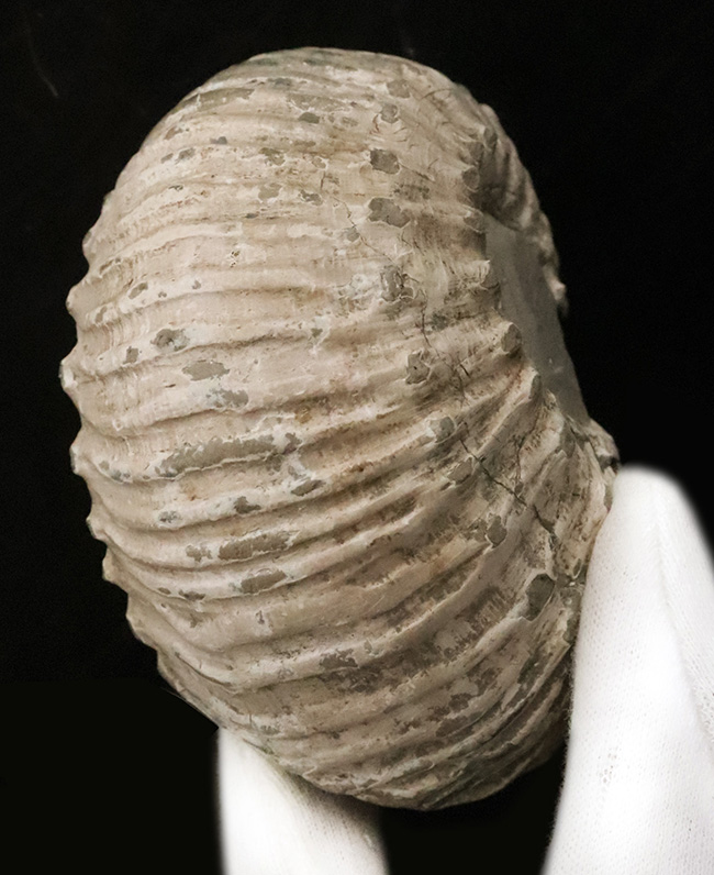 「脂ぎった角」という強烈な名を持つ、英国産アンモナイト「リパロセラス（Liparoceras）」（その3）