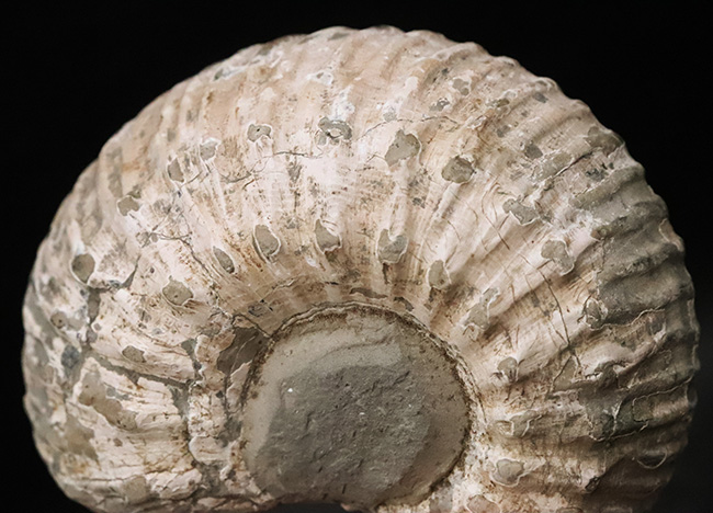 「脂ぎった角」という強烈な名を持つ、英国産アンモナイト「リパロセラス（Liparoceras）」（その4）