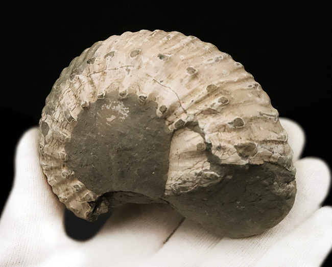 「脂ぎった角」という強烈な名を持つ、英国産アンモナイト「リパロセラス（Liparoceras）」（その5）