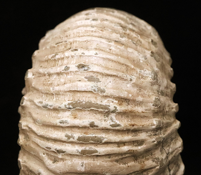 「脂ぎった角」という強烈な名を持つ、英国産アンモナイト「リパロセラス（Liparoceras）」（その6）