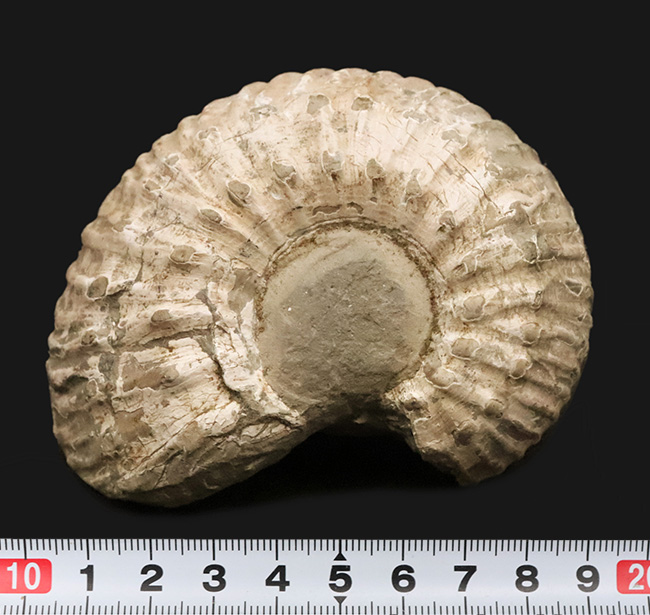 「脂ぎった角」という強烈な名を持つ、英国産アンモナイト「リパロセラス（Liparoceras）」（その7）