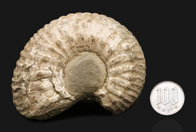 「脂ぎった角」という強烈な名を持つ、英国産アンモナイト「リパロセラス（Liparoceras）」（その8）