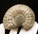 「脂ぎった角」という強烈な名を持つ、英国産アンモナイト「リパロセラス（Liparoceras）」