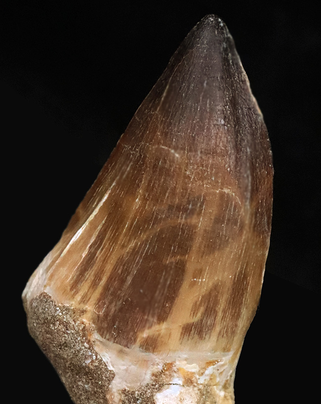 モササウルス（Mosasaurus）の巨大歯化石（その6）