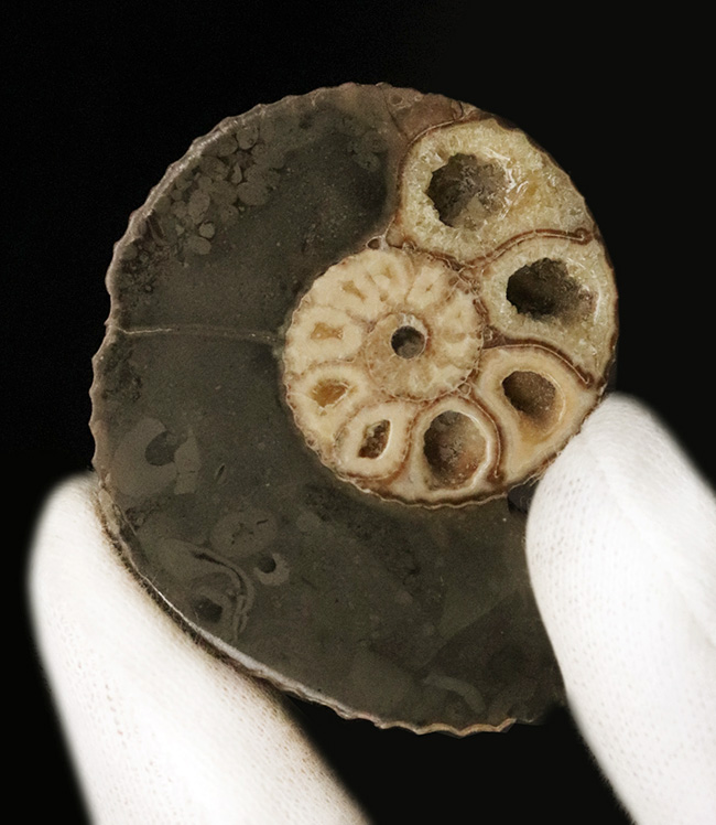 米国サウスダコタ州産、白亜紀最末期に生きたアンモナイトの一つ、ホプロスカフィテス (Hoploscaphites) のハーフカット標本（その1）