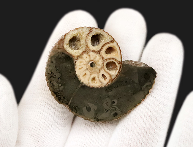 米国サウスダコタ州産、白亜紀最末期に生きたアンモナイトの一つ、ホプロスカフィテス (Hoploscaphites) のハーフカット標本（その2）