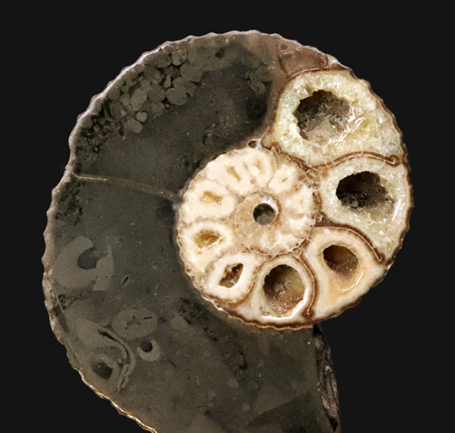 米国サウスダコタ州産、白亜紀最末期に生きたアンモナイトの一つ、ホプロスカフィテス (Hoploscaphites) のハーフカット標本（その3）