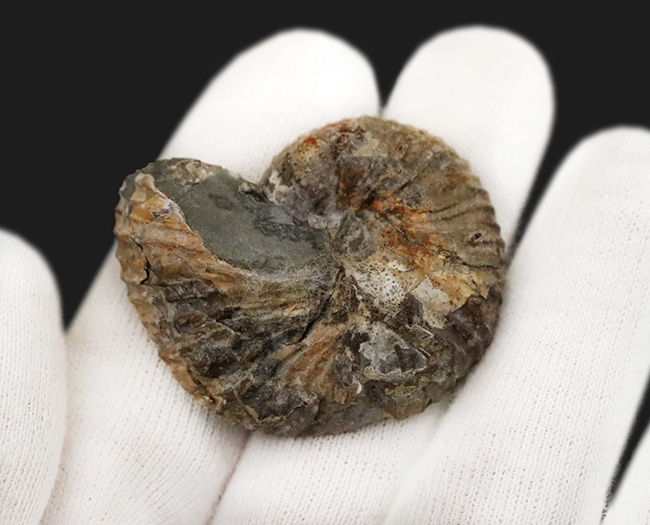 米国サウスダコタ州産、白亜紀最末期に生きたアンモナイトの一つ、ホプロスカフィテス (Hoploscaphites) のハーフカット標本（その4）