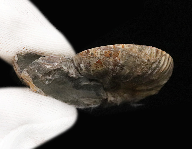米国サウスダコタ州産、白亜紀最末期に生きたアンモナイトの一つ、ホプロスカフィテス (Hoploscaphites) のハーフカット標本（その5）