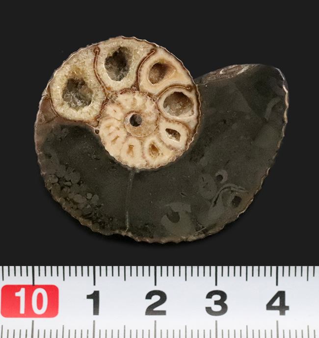 米国サウスダコタ州産、白亜紀最末期に生きたアンモナイトの一つ、ホプロスカフィテス (Hoploscaphites) のハーフカット標本（その6）