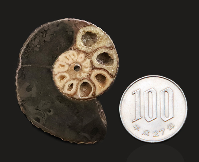 米国サウスダコタ州産、白亜紀最末期に生きたアンモナイトの一つ、ホプロスカフィテス (Hoploscaphites) のハーフカット標本（その7）