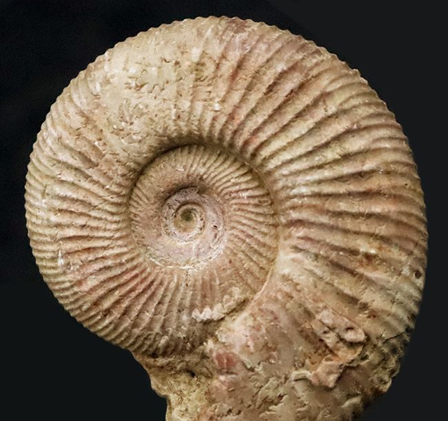 珍しいフランス産！規則正しい肋（ろく）で知られる、ジュラ紀のアンモナイト、ペリスフィンクテス（Perisphinctes）（その1）