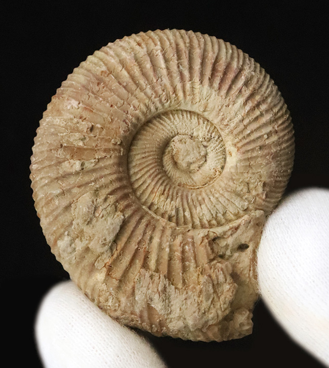 珍しいフランス産！規則正しい肋（ろく）で知られる、ジュラ紀のアンモナイト、ペリスフィンクテス（Perisphinctes）（その2）