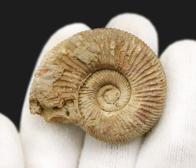 珍しいフランス産！規則正しい肋（ろく）で知られる、ジュラ紀のアンモナイト、ペリスフィンクテス（Perisphinctes）（その3）