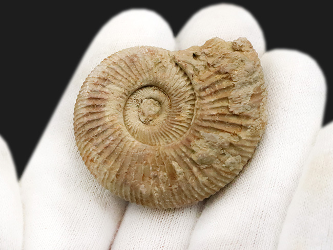 珍しいフランス産！規則正しい肋（ろく）で知られる、ジュラ紀のアンモナイト、ペリスフィンクテス（Perisphinctes）（その4）