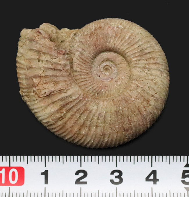 珍しいフランス産！規則正しい肋（ろく）で知られる、ジュラ紀のアンモナイト、ペリスフィンクテス（Perisphinctes）（その6）