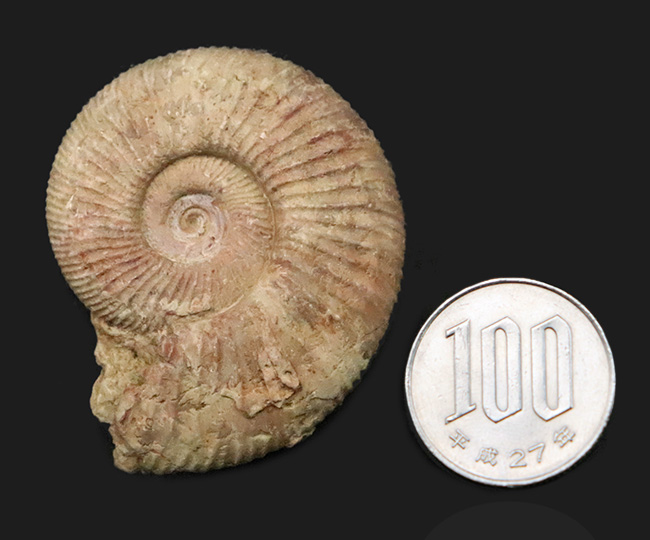 珍しいフランス産！規則正しい肋（ろく）で知られる、ジュラ紀のアンモナイト、ペリスフィンクテス（Perisphinctes）（その7）