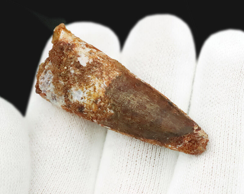 中生代白亜紀の北アフリカに生息した巨大モンスター、肉食恐竜スピノサウルス（Spinosaurus）の歯化石（その2）