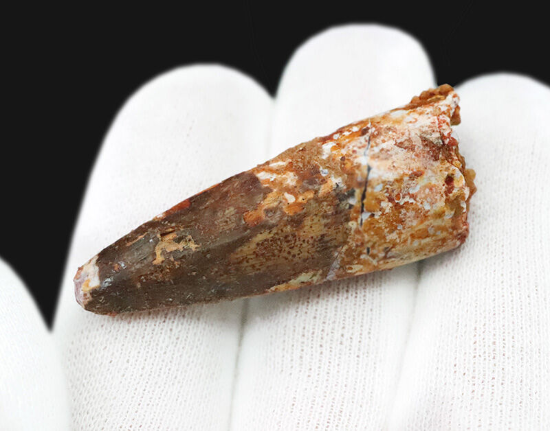 中生代白亜紀の北アフリカに生息した巨大モンスター、肉食恐竜スピノサウルス（Spinosaurus）の歯化石（その3）