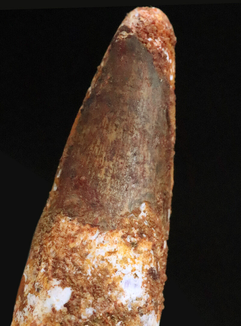 中生代白亜紀の北アフリカに生息した巨大モンスター、肉食恐竜スピノサウルス（Spinosaurus）の歯化石（その4）