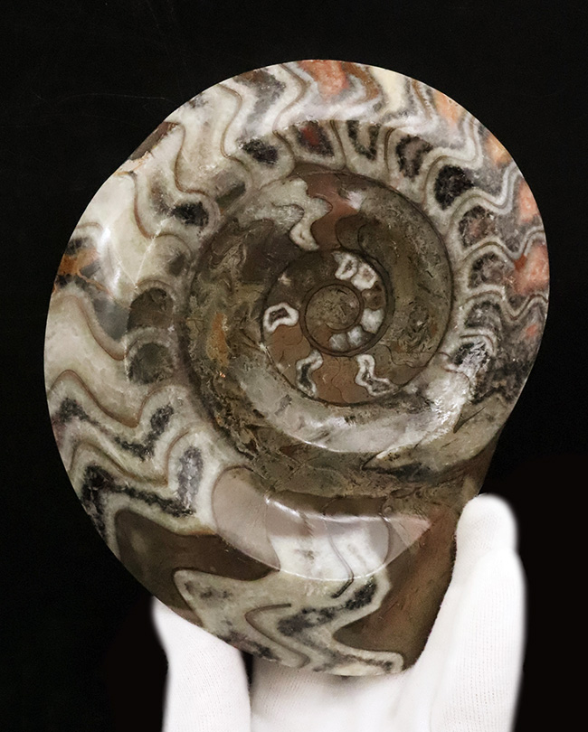 鮮やかなローズ色を含むカラフルな色彩。直径最大部16センチの大判個体！アンモナイトの祖先、ゴニアタイト（Goniatite）（その1）