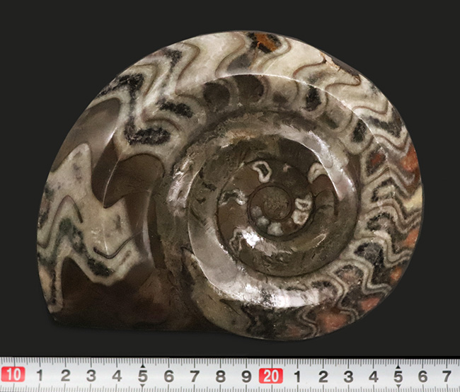 鮮やかなローズ色を含むカラフルな色彩。直径最大部16センチの大判個体！アンモナイトの祖先、ゴニアタイト（Goniatite）（その7）