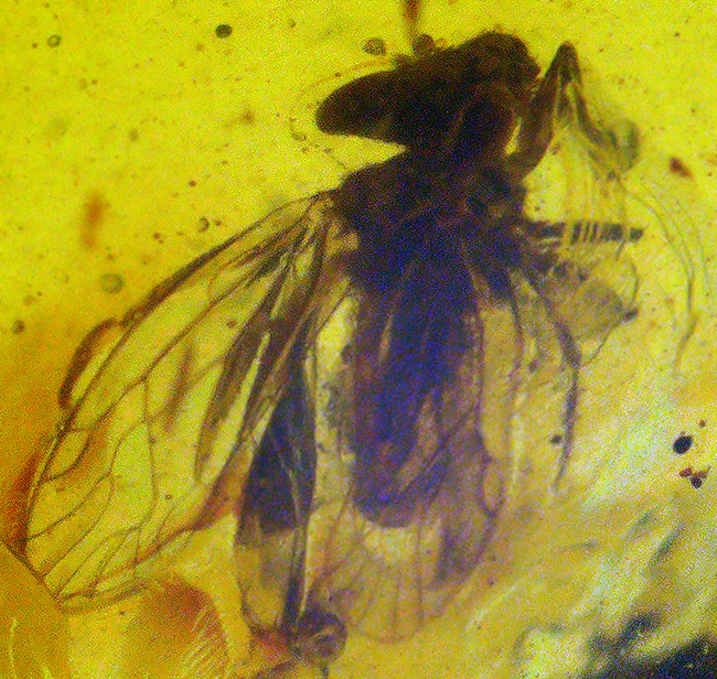 中央に羽虫あり、約1億年前・恐竜時代の記憶を閉じ込めた、ミャンマー産琥珀 バーマイト（Burmite）（その1）