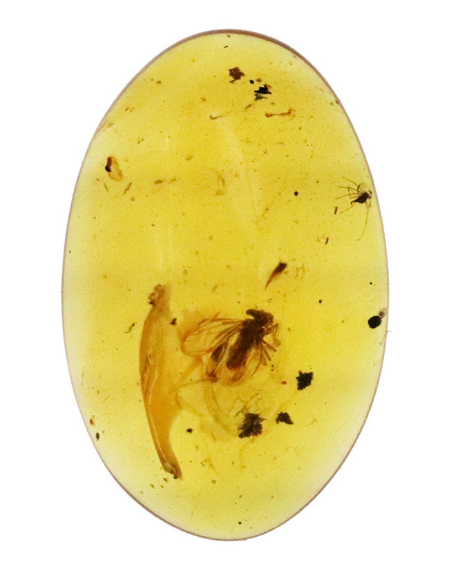 中央に羽虫あり、約1億年前・恐竜時代の記憶を閉じ込めた、ミャンマー産琥珀 バーマイト（Burmite）（その2）