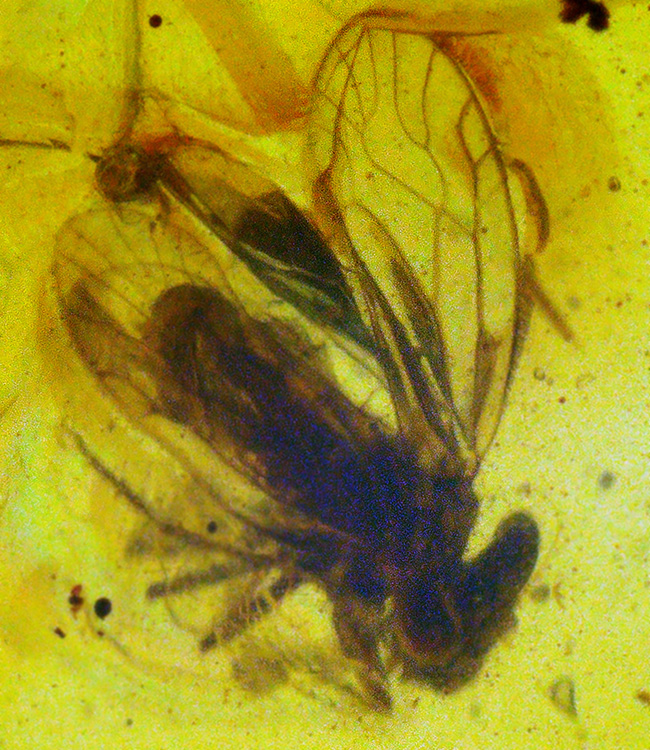 中央に羽虫あり、約1億年前・恐竜時代の記憶を閉じ込めた、ミャンマー産琥珀 バーマイト（Burmite）（その3）