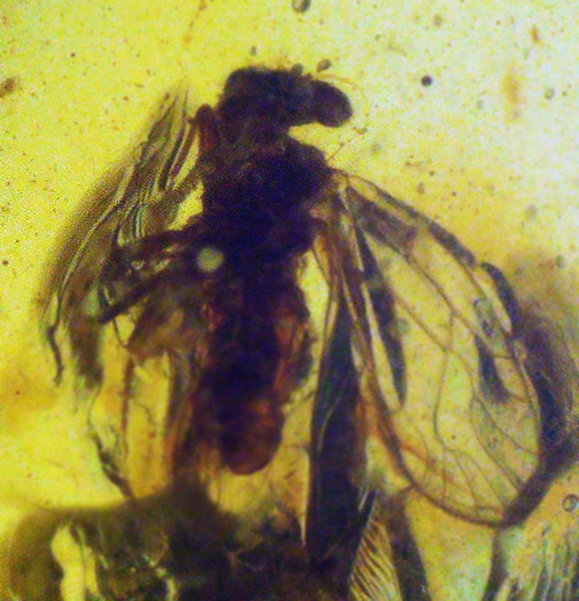 中央に羽虫あり、約1億年前・恐竜時代の記憶を閉じ込めた、ミャンマー産琥珀 バーマイト（Burmite）（その6）