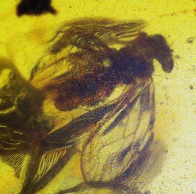 中央に羽虫あり、約1億年前・恐竜時代の記憶を閉じ込めた、ミャンマー産琥珀 バーマイト（Burmite）（その7）