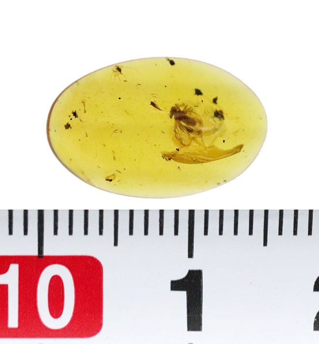 中央に羽虫あり、約1億年前・恐竜時代の記憶を閉じ込めた、ミャンマー産琥珀 バーマイト（Burmite）（その8）