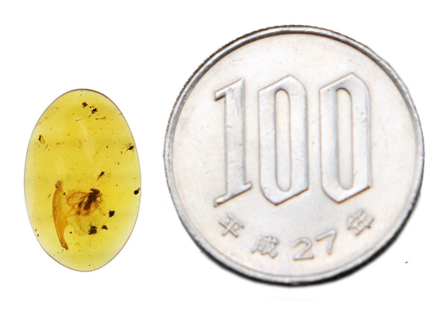 中央に羽虫あり、約1億年前・恐竜時代の記憶を閉じ込めた、ミャンマー産琥珀 バーマイト（Burmite）（その9）