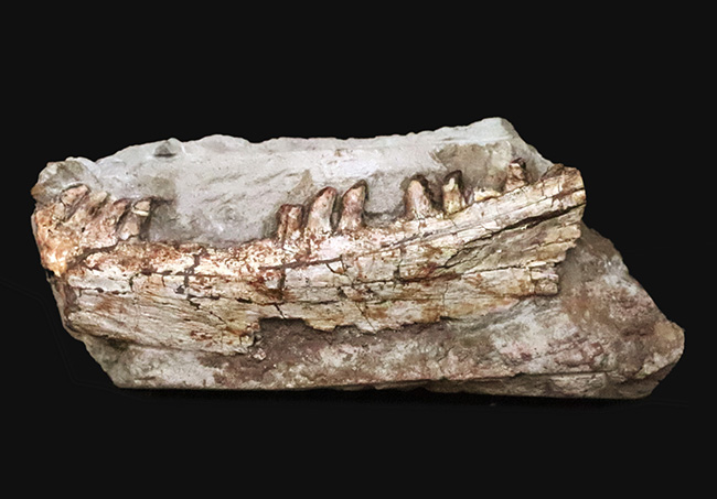 その希少性、計測不能。ペルム紀の頂点捕食者、哺乳類の原点……あのディメトロドン（Dimetrodon limbatus）顎・歯化石（その1）