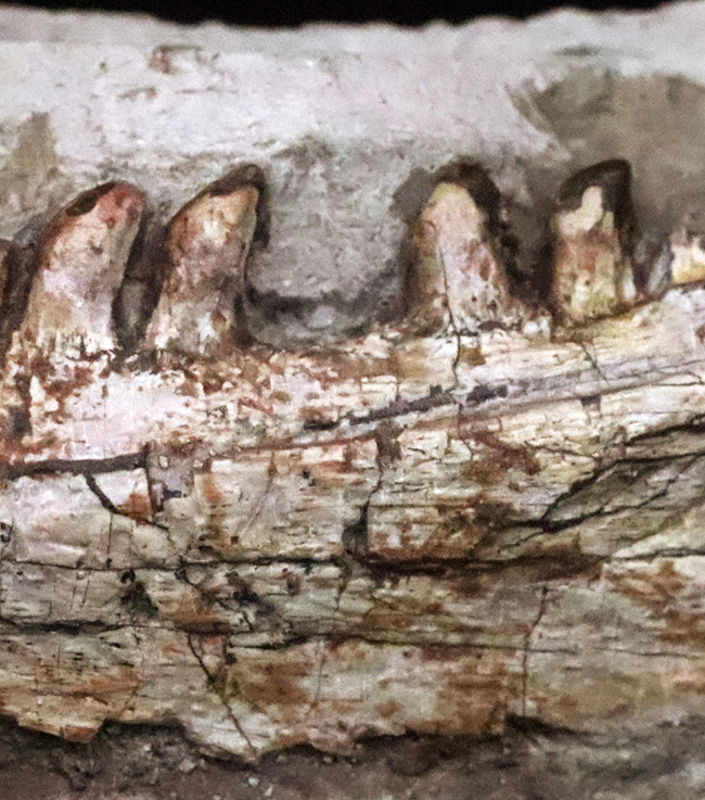 その希少性、計測不能。ペルム紀の頂点捕食者、哺乳類の原点……あのディメトロドン（Dimetrodon limbatus）顎・歯化石（その3）