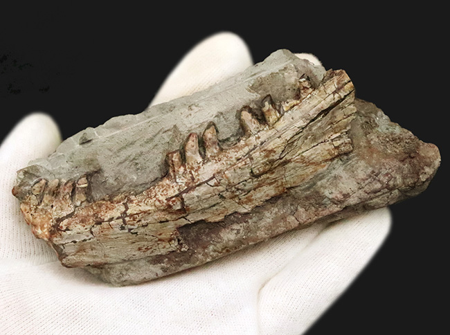 その希少性、計測不能。ペルム紀の頂点捕食者、哺乳類の原点……あのディメトロドン（Dimetrodon limbatus）顎・歯化石（その5）