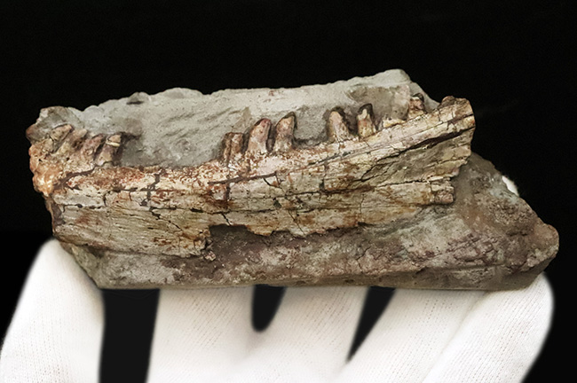 その希少性、計測不能。ペルム紀の頂点捕食者、哺乳類の原点……あのディメトロドン（Dimetrodon limbatus）顎・歯化石（その6）