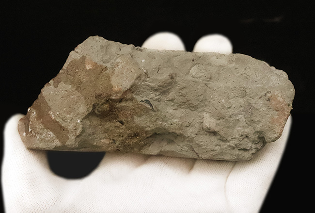 その希少性、計測不能。ペルム紀の頂点捕食者、哺乳類の原点……あのディメトロドン（Dimetrodon limbatus）顎・歯化石（その7）