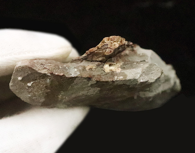 その希少性、計測不能。ペルム紀の頂点捕食者、哺乳類の原点……あのディメトロドン（Dimetrodon limbatus）顎・歯化石（その8）