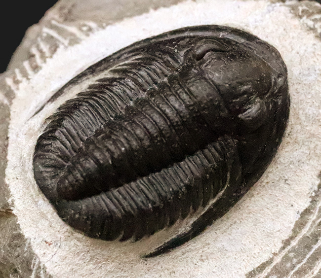 三葉虫コレクター必見!モロッコの伝統ある工房の作品、極上のコルヌプロエタス(Cornuproetus)(その1)
