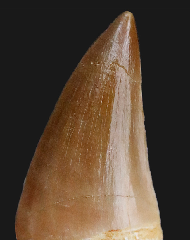 迫力と、極めて上質な保存状態を兼ね備えた、コレクショングレードのモササウルス（Mosasaurus）の歯化石（その1）