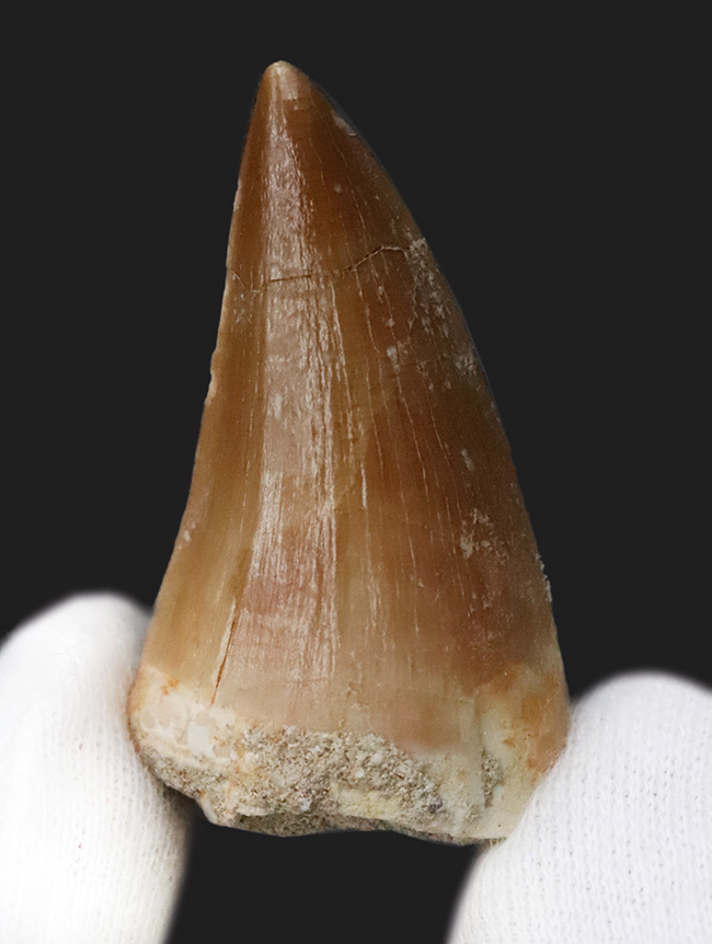 迫力と、極めて上質な保存状態を兼ね備えた、コレクショングレードのモササウルス（Mosasaurus）の歯化石（その3）