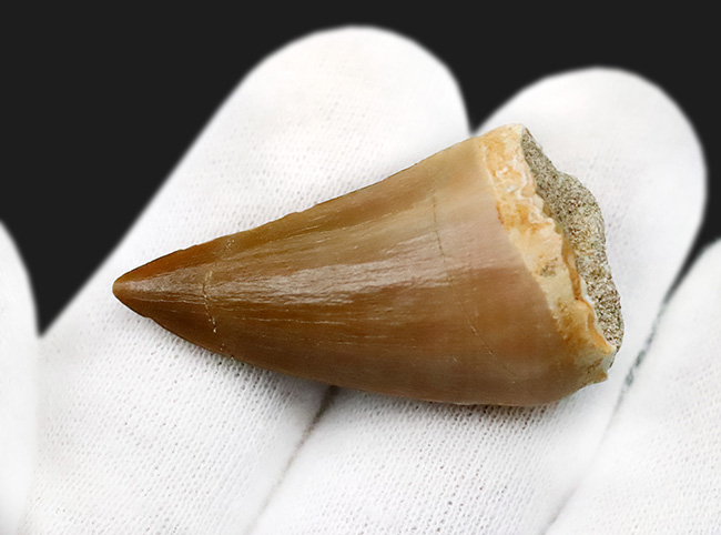 迫力と、極めて上質な保存状態を兼ね備えた、コレクショングレードのモササウルス（Mosasaurus）の歯化石（その4）