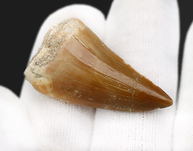 迫力と、極めて上質な保存状態を兼ね備えた、コレクショングレードのモササウルス（Mosasaurus）の歯化石（その5）