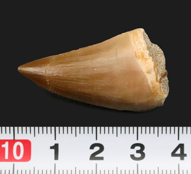 迫力と、極めて上質な保存状態を兼ね備えた、コレクショングレードのモササウルス（Mosasaurus）の歯化石（その8）